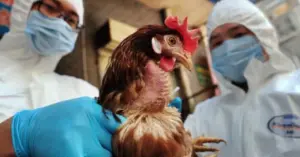 Người đầu tiên ở Mỹ tử vong do cúm gia cầm H5N5