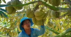 Xuất khẩu nông sản Việt chuyển mình từ lượng sang chất sau kỷ lục