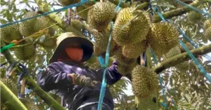 Sầu riêng Việt Nam sang trung Quốc