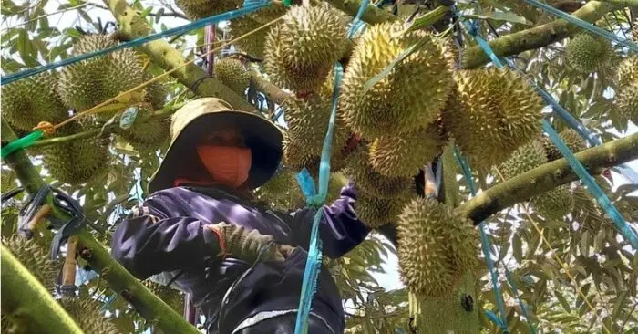 Sầu riêng Việt Nam sang trung Quốc