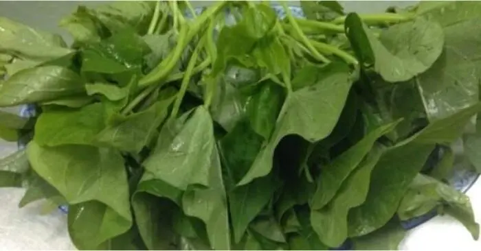 công dụng của rau khoai lang