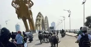 dan-trau-tha-rong-o-da-nang