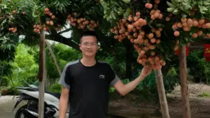 Cây vải cổ thụ 150 năm tuổi ở Hải Phòng sai trĩu quả, cho thu hoạch khoảng 5 tạ mỗi vụ, thu hút nhiều người quan tâm.