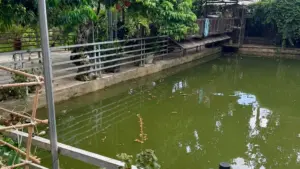 Hai chị em ruột đuối nước dưới ao cạnh nhà ở xã Quỳ Hợp, vụ việc đau lòng gióng lên cảnh báo về nguy cơ tai nạn đuối nước trẻ em.