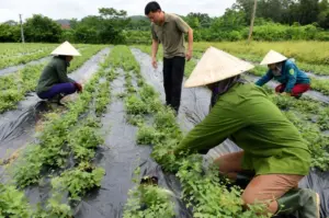 Mô hình liên kết "4 nhà" mở hướng phát triển vùng dược liệu, góp phần nâng cao giá trị sản xuất và tăng thu nhập cho người dân.