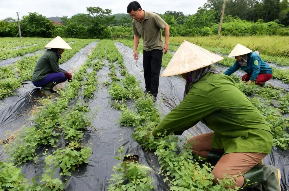 Mô hình liên kết "4 nhà" mở hướng phát triển vùng dược liệu, góp phần nâng cao giá trị sản xuất và tăng thu nhập cho người dân.