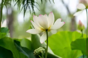 Một điểm chân tâm trong Tây Du Ký gửi gắm bài học giữ vững sơ tâm, không để ngoại cảnh làm dao động giữa cuộc đời biến động.