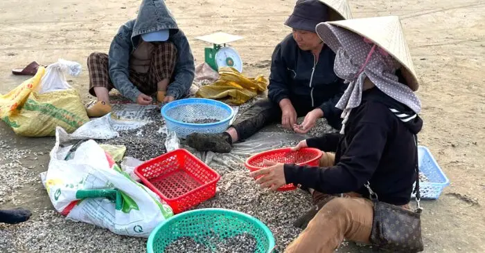 Sau khi đánh bắt, ốc cườm sẽ được người dân đãi, sàng sạch để loại bỏ hết vỏ. Công việc này chủ yếu là của phụ nữ. Sau khi sàng sạch họ bán cho lái thương với giá từ 30.000- 35.000 đồng/kg. (Ảnh: Chụp màn hình báo Người Đưa Tin).