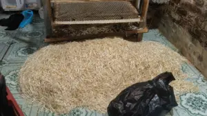 Phát hiện gần 800kg giá đỗ sản xuất bằng chất cấm, chủ cơ sở bị khởi tố. Vụ việc gây lo ngại về an toàn thực phẩm.