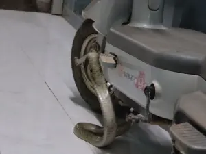 Gia đình tại TPHCM phát hiện rắn hổ mang ẩn dưới xe đạp điện trong nhà, sự việc khiến nhiều người bất ngờ. Xem chi tiết vụ việc.