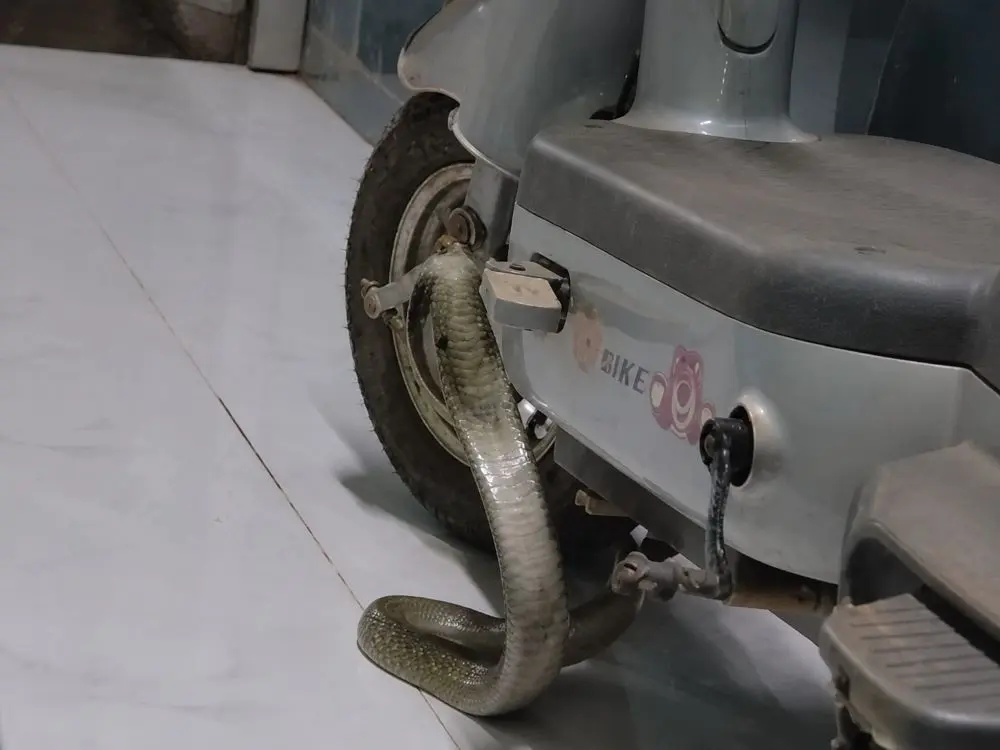 Gia đình tại TPHCM phát hiện rắn hổ mang ẩn dưới xe đạp điện trong nhà, sự việc khiến nhiều người bất ngờ. Xem chi tiết vụ việc.