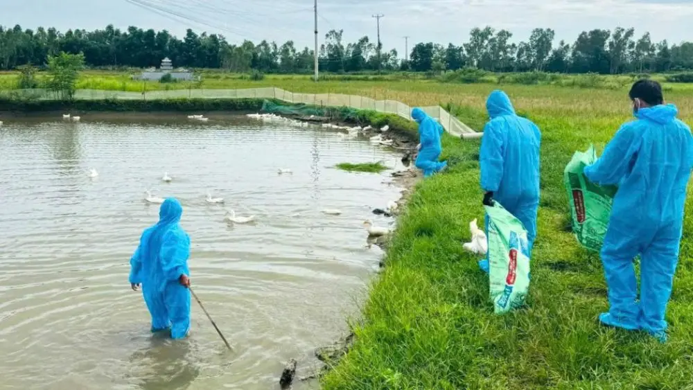 Nghệ An khẩn trương khoanh vùng, tiêu hủy gia cầm nhiễm cúm H5N1 và triển khai nhiều biện pháp kiểm soát dịch, ngăn nguy cơ lây lan.