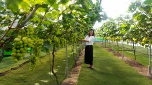 Du lịch Nghệ An phát triển du lịch canh nông và đa dạng sản phẩm, góp phần khắc phục tính mùa vụ, thu hút du khách.