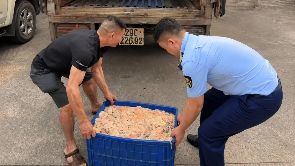 Phát hiện 480kg lòng lợn bốc mùi hôi thối trên đường đi tiêu thụ, lực lượng chức năng đã kiểm tra và xử lý theo quy định.