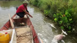 Hàng tấn cá chết trên sông Lam khiến người dân Nghệ An thiệt hại nặng. Xem diễn biến và những ảnh hưởng từ sự cố.