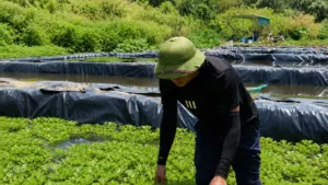 9X Nghệ An bỏ việc lương nghìn USD về quê nuôi ốc bươu đen, vụ đầu đạt doanh thu gần 300 triệu đồng nhờ mô hình ao lót bạt HDPE.