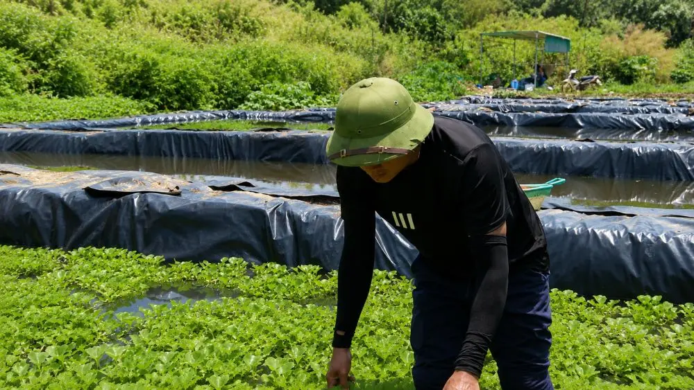 9X Nghệ An bỏ việc lương nghìn USD về quê nuôi ốc bươu đen, vụ đầu đạt doanh thu gần 300 triệu đồng nhờ mô hình ao lót bạt HDPE.