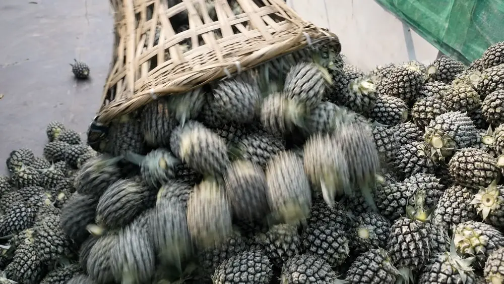 Biến vùng đất cằn thành vùng đất trăm triệu nhờ chuỗi liên kết cây dứa, mở hướng phát triển kinh tế bền vững cho người dân.