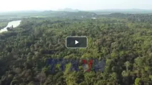 Việt Nam thu 56,5 triệu USD từ chuyển nhượng tín chỉ carbon rừng, nhiều hộ dân được hưởng lợi từ nguồn chi trả.