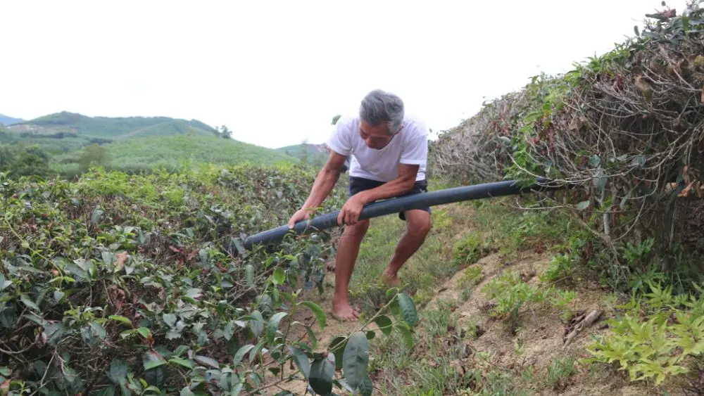 Người trồng chè đối mặt nguy cơ bỏ nghề vì hạn hán kéo dài. Bài viết phân tích khó khăn và đề xuất giải cứu vùng nguyên liệu.