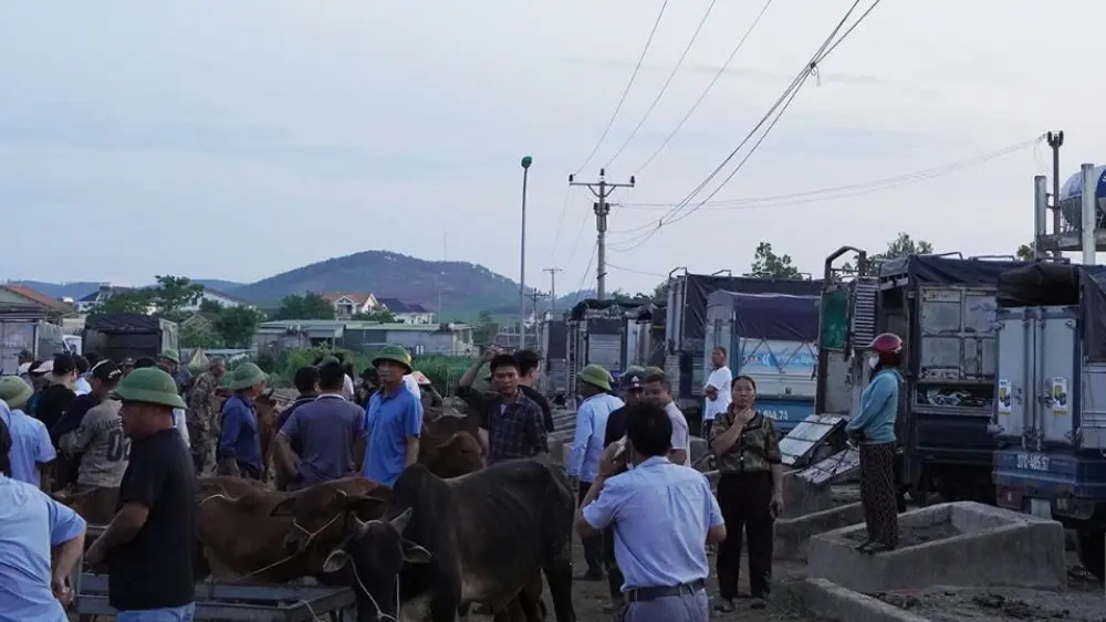 Khám phá chợ Ú ở Nghệ An - "sàn giao dịch" trâu bò lớn của miền Trung, nơi gìn giữ nét văn hóa truyền thống và tạo sinh kế cho người dân.