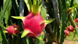 Ăn thanh long thường xuyên mang lại nhiều lợi ích cho sức khỏe như cấp nước, chống oxy hóa và hỗ trợ trao đổi chất, theo chuyên gia.