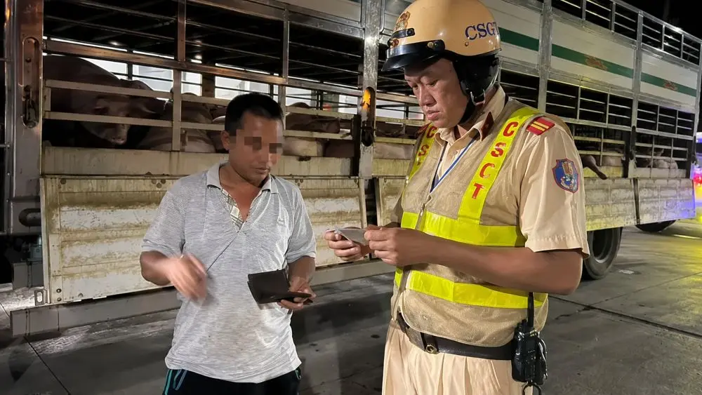 CSGT TP.HCM phát hiện 201 con heo dương tính chất cấm Salbutamol trên đường vào lò mổ. Xem diễn biến vụ việc và kết quả kiểm tra.