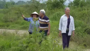 Những cánh đồng hai vụ mắc kẹt bên cao tốc Bắc - Nam không thể dẫn nước sản xuất, nhiều hộ dân phải bỏ ruộng.