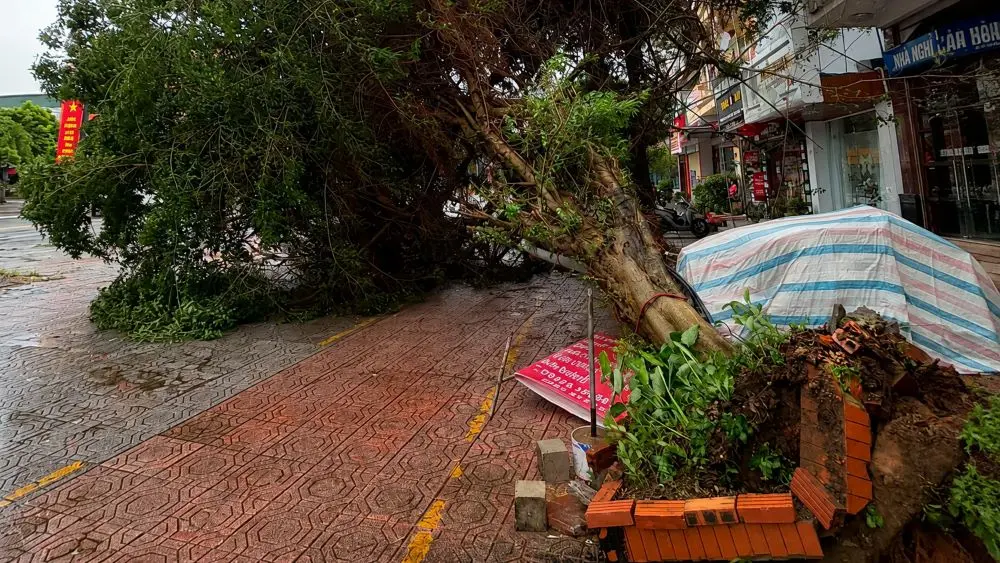 Bão Maysak gây gió mạnh tại Quảng Ninh, quật đổ nhiều cây xanh và gây thiệt hại. Cập nhật diễn biến mới nhất.