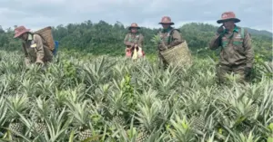 Kỳ vọng cây dứa giúp đồng bào vùng biên giới Nghệ An tăng thu nhập, mở hướng phát triển kinh tế và giảm nghèo bền vững.