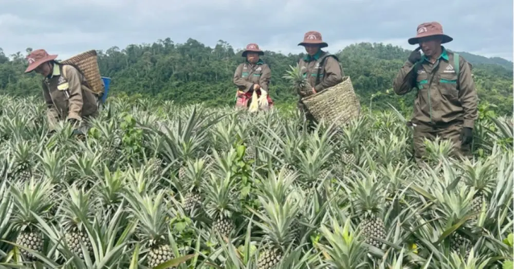 Kỳ vọng cây dứa giúp đồng bào vùng biên giới Nghệ An tăng thu nhập, mở hướng phát triển kinh tế và giảm nghèo bền vững.