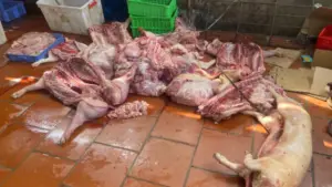 Phát hiện cơ sở sơ chế gần 1 tấn thịt lợn bốc mùi, mắc bệnh truyền nhiễm, lực lượng chức năng thu giữ và điều tra vụ việc.