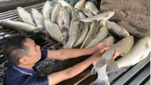 Cá nuôi trên sông Lam tiếp tục chết hàng loạt, hơn 2,7 tấn cá bị thiệt hại, khiến nhiều hộ nuôi cá lồng lao đao vì tổn thất lớn.