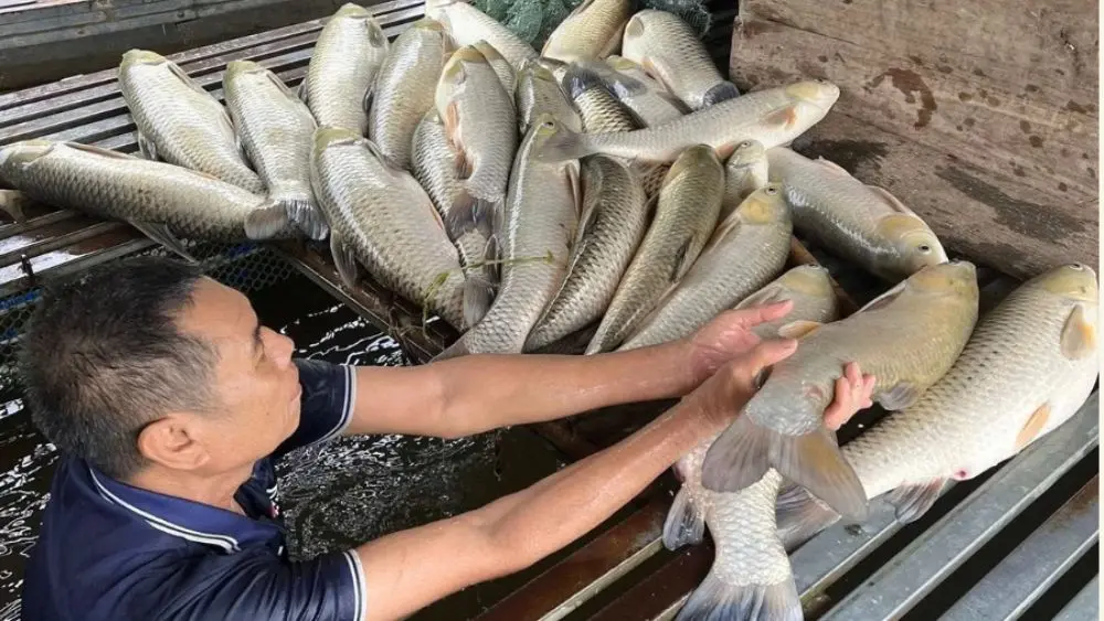 Cá nuôi trên sông Lam tiếp tục chết hàng loạt, hơn 2,7 tấn cá bị thiệt hại, khiến nhiều hộ nuôi cá lồng lao đao vì tổn thất lớn.