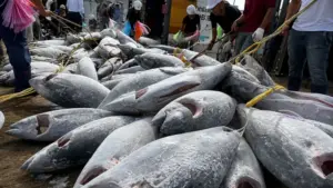 Xuất khẩu cá ngừ Việt Nam đạt 544 triệu USD trong 7 tháng năm 2026, tăng 2%, trong đó thị trường Mỹ tăng mạnh.