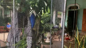 Vợ chồng tử vong khi vệ sinh bể cá, cơ quan chức năng điều tra nguyên nhân vụ tai nạn. Xem diễn biến vụ việc.