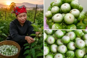 Cà ngọt Khe Ngậu ở Nghệ An vào vụ, được mùa nhưng giá thấp, khiến người trồng kém vui dù thương lái tìm đến thu mua.