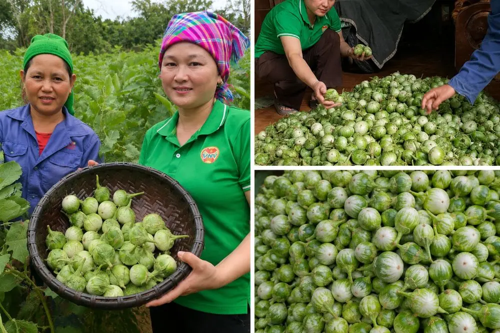 Cà ngọt Khe Ngậu ở Nghệ An được mùa, sản lượng cao nhưng giá giảm, khiến người dân chưa vui dù thương lái vẫn đến tận vườn thu mua.