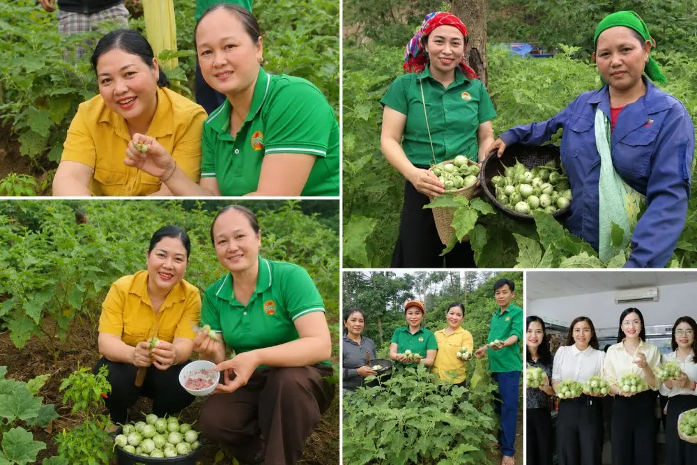 Cà ngọt Khe Ngậu được chính quyền và Hội Nông dân Tương Dương hỗ trợ kết nối tiêu thụ, mở rộng thị trường qua nền tảng số.