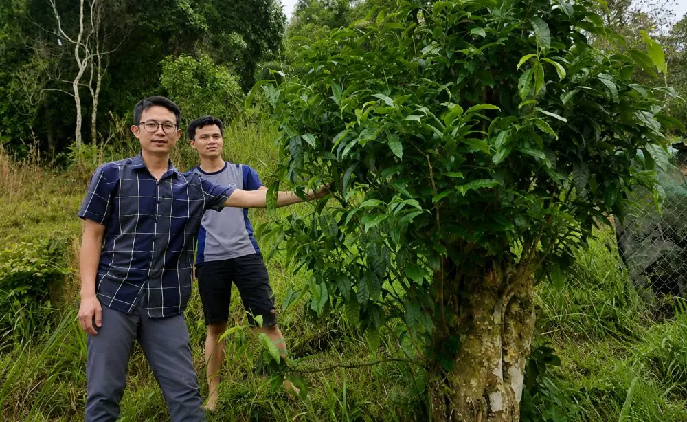 Khám phá chè shan tuyết ở Huồi Tụ, một mô hình phát triển kinh tế gắn với rừng, mang lại nguồn thu ổn định cho người dân.