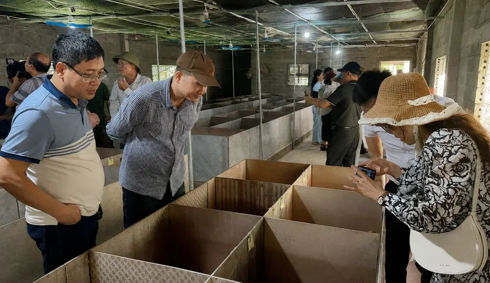 Mô hình nuôi dúi ở Vĩnh Tường, Nghệ An mở ra hướng làm giàu mới, mang lại thu nhập đáng kể cho người dân địa phương.