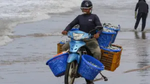 Ngư dân Long Hải trúng mùa cá trích, thuyền thúng chở 400-800kg mỗi chuyến, cá được cân bán rồi chở đi tiêu thụ ngay trong sáng.