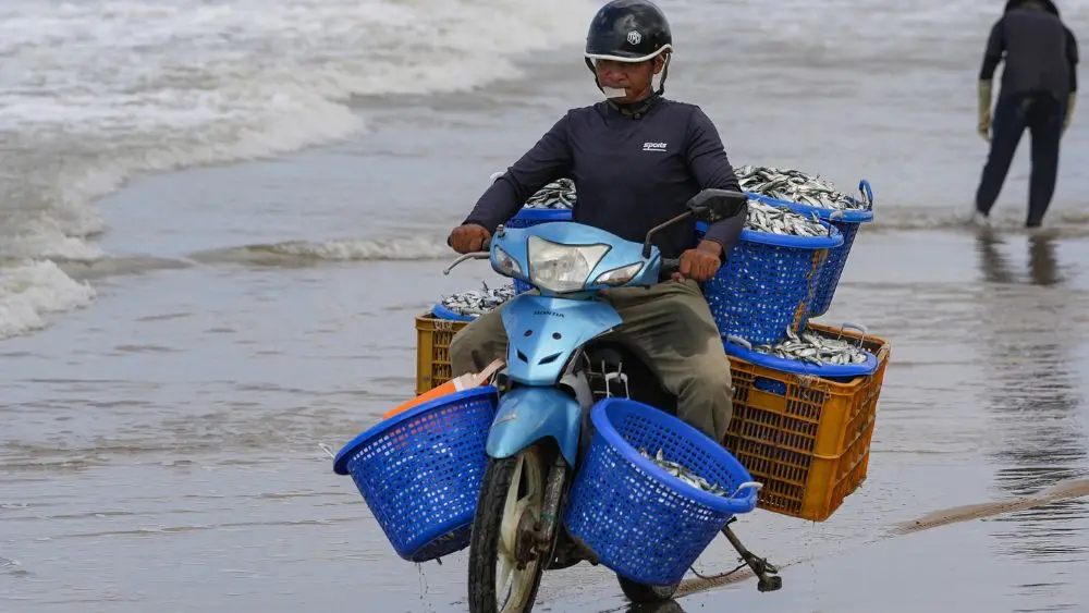 Ngư dân Long Hải trúng mùa cá trích, thuyền thúng chở 400-800kg mỗi chuyến, cá được cân bán rồi chở đi tiêu thụ ngay trong sáng.
