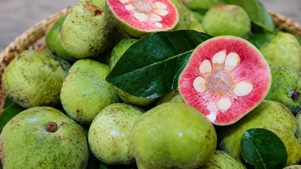 Quả chay là thực phẩm tốt cho sức khỏe, có vị chua thanh và phù hợp với nhiều món ăn trong chế độ dinh dưỡng cân đối.