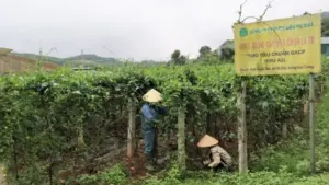 Nghệ An đẩy mạnh quảng bá sản phẩm OCOP trên các nền tảng quốc tế, hướng tới mở rộng thị trường xuất khẩu giai đoạn 2026-2030.