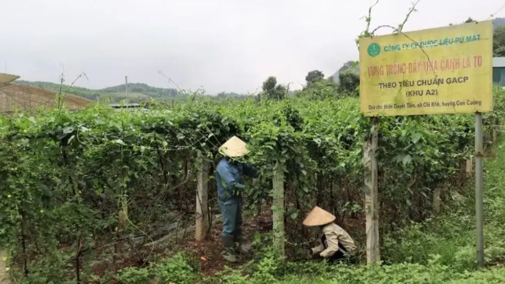 Nghệ An đẩy mạnh quảng bá sản phẩm OCOP trên các nền tảng quốc tế, hướng tới mở rộng thị trường xuất khẩu giai đoạn 2026-2030.