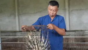 Ông Nguyễn Tiến Ái ở Nghệ An nuôi hơn 400 con nhím, thu trên 500 triệu đồng mỗi năm từ mô hình chăn nuôi hiệu quả.