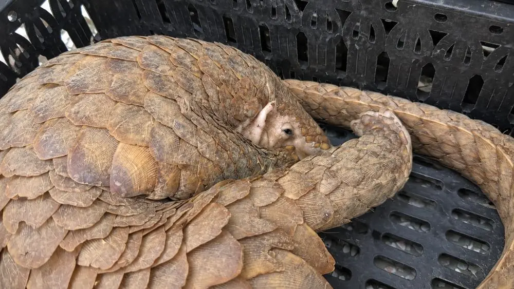 Tê tê 7kg bất ngờ được tài xế phát hiện tại bãi xe ở Tây Ninh và trình báo công an để giao nộp, bảo vệ động vật hoang dã.