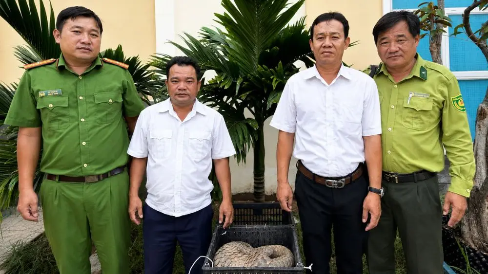 cá thể tê tê