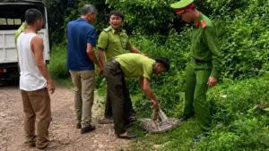 Rắn dài khoảng 3m, nặng 4,2kg được gia đình ở Nghệ An tự nguyện bàn giao lực lượng chức năng, sau đó thả về rừng tự nhiên.